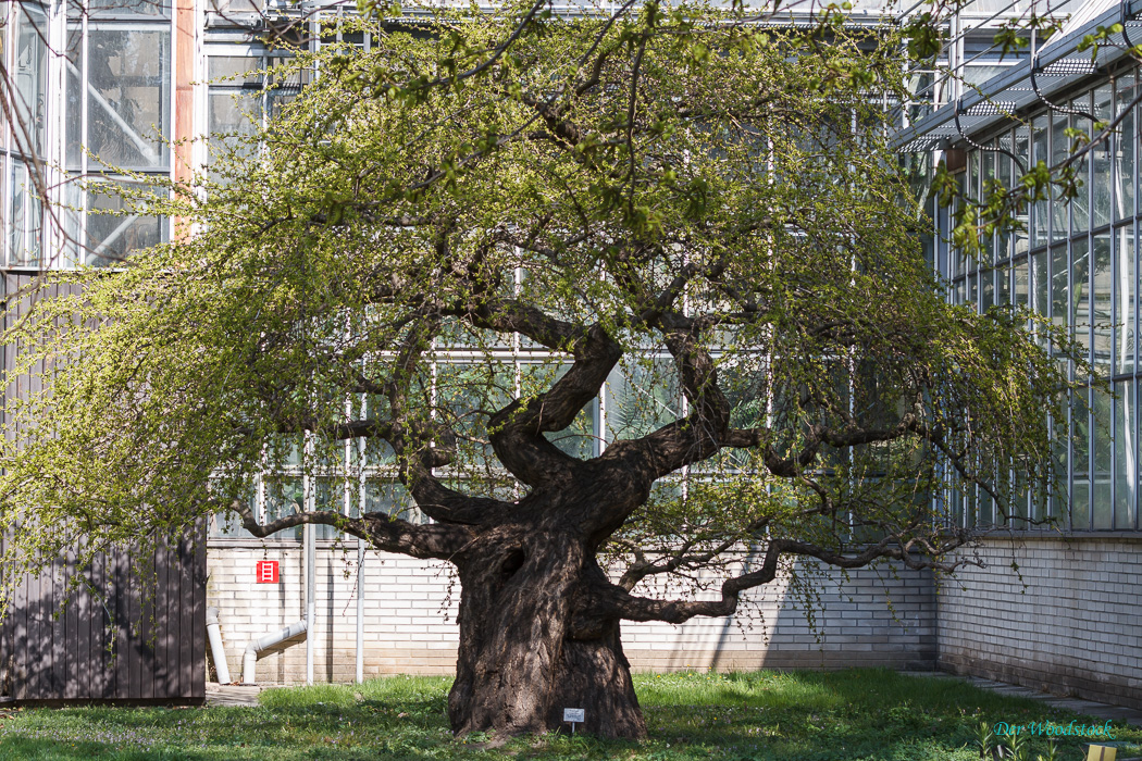 Im Botanischen Garten der Universität